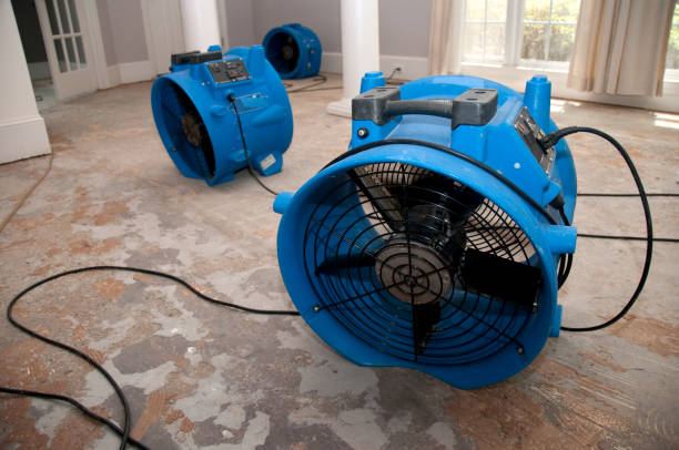 Best Mold removal after water damage  in Buchanan, GA